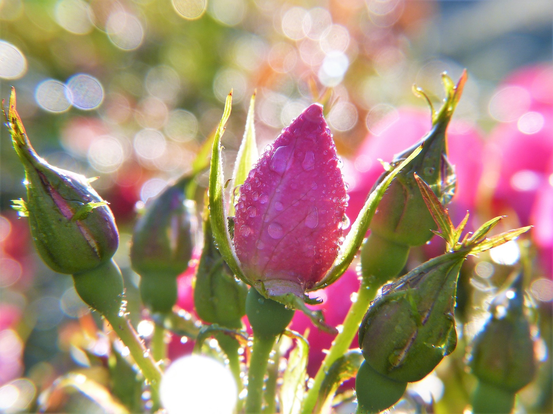 rose-2634493_1920